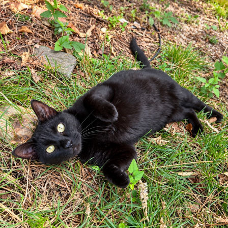 Ambre Weston's pet cat, Ozzie